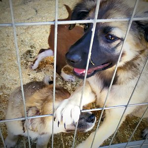 Книжный дом «Ремарк» — куратор приюта для бездомных животных «Весёлые Хвосты»