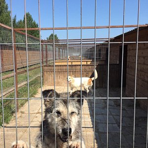 Книжный дом «Ремарк» — куратор приюта для бездомных животных «Весёлые Хвосты»