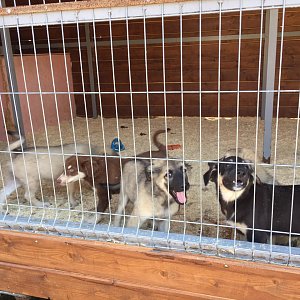 Книжный дом «Ремарк» — куратор приюта для бездомных животных «Весёлые Хвосты»