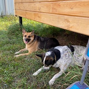 Книжный дом «Ремарк» — куратор приюта для бездомных животных «Весёлые Хвосты»