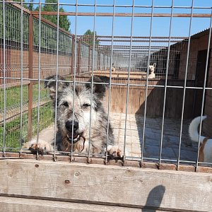 Книжный дом «Ремарк» — куратор приюта для бездомных животных «Весёлые Хвосты»